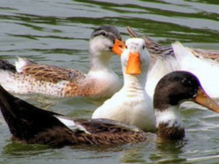 BERT THE RUNNER DUCK - - Save My Friends in the Gulf