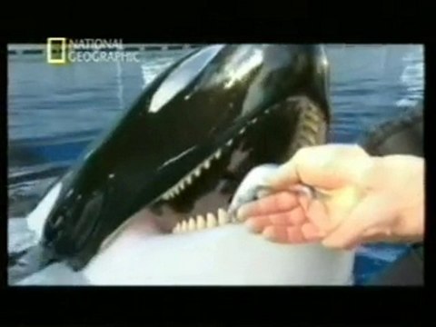 Orcas: Lenguaje de signos