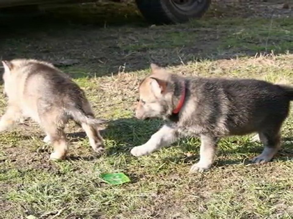 BB Osa