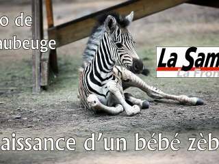 Zoo De Maubeuge Naissance D Un Bebe Zebre Video Dailymotion