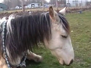 Kit au Galop en Cordelette [ A supprimer ]