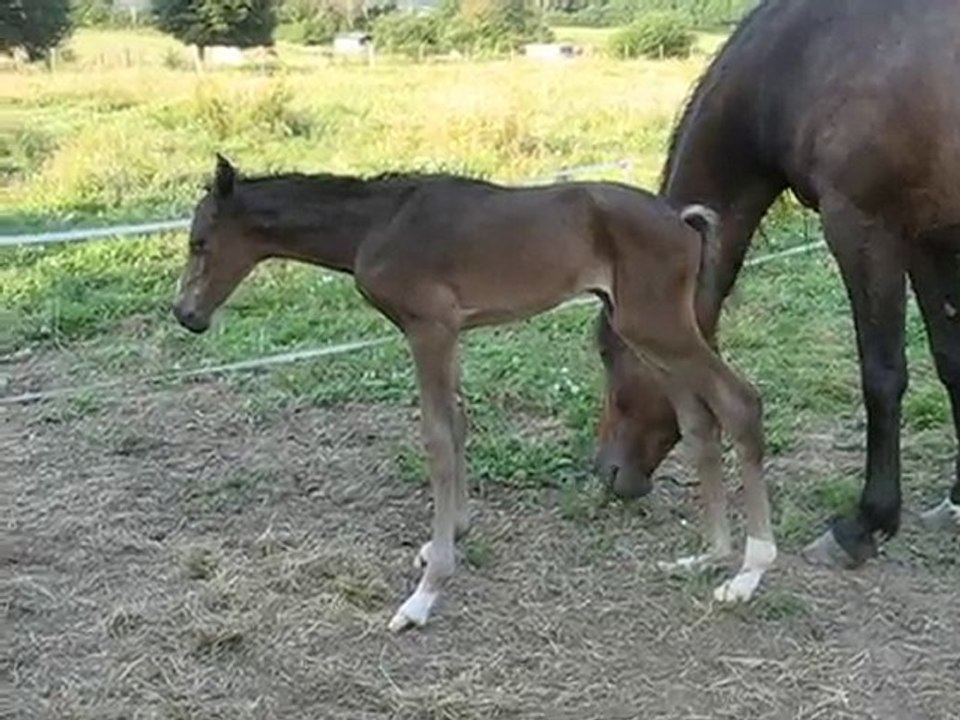 POULAIN