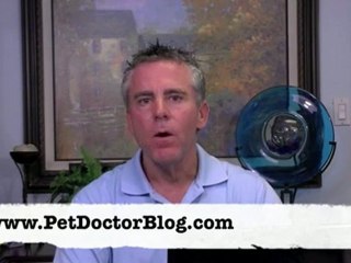 Dog Ear Infections