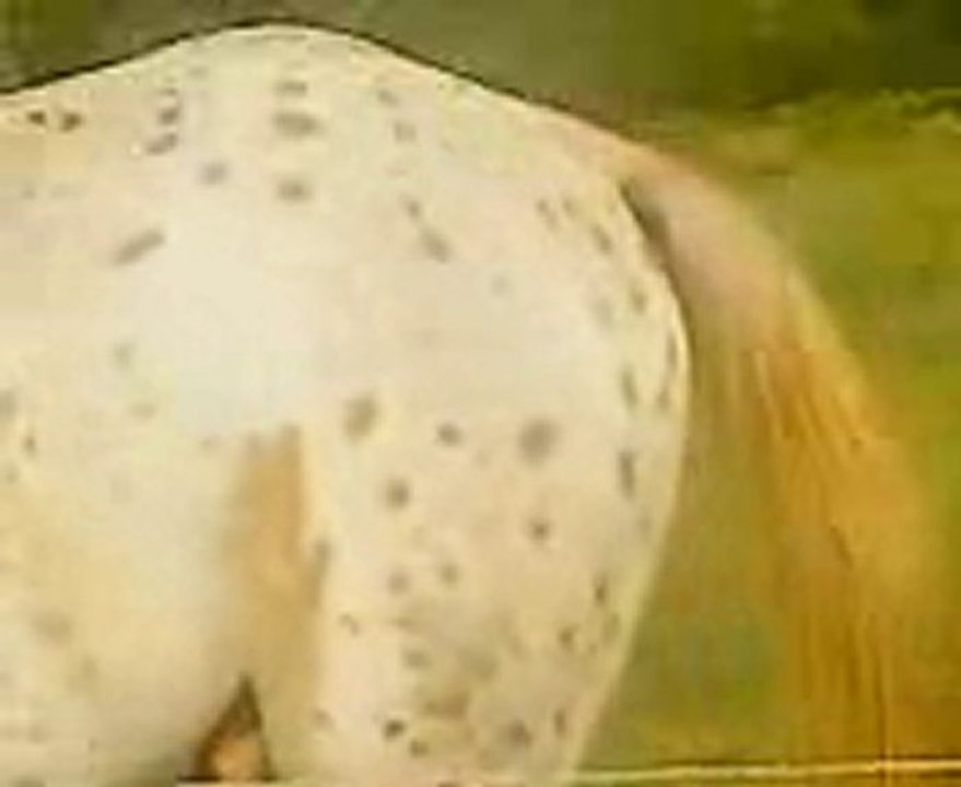 Appaloosa APHC+SIRE  AVALANCHE TIM JAC CN pour saillie