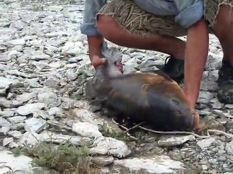 13 kg aynalı sazan araphüso26