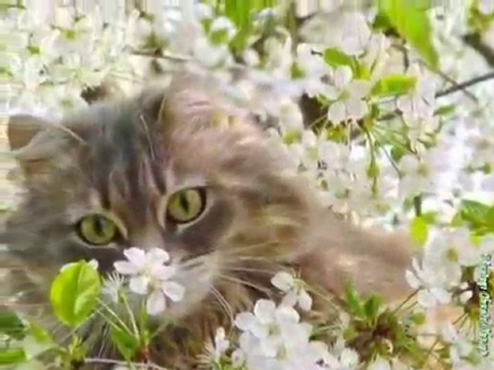 •*¨`*• FLOWER'S DREAM •*¨`*•