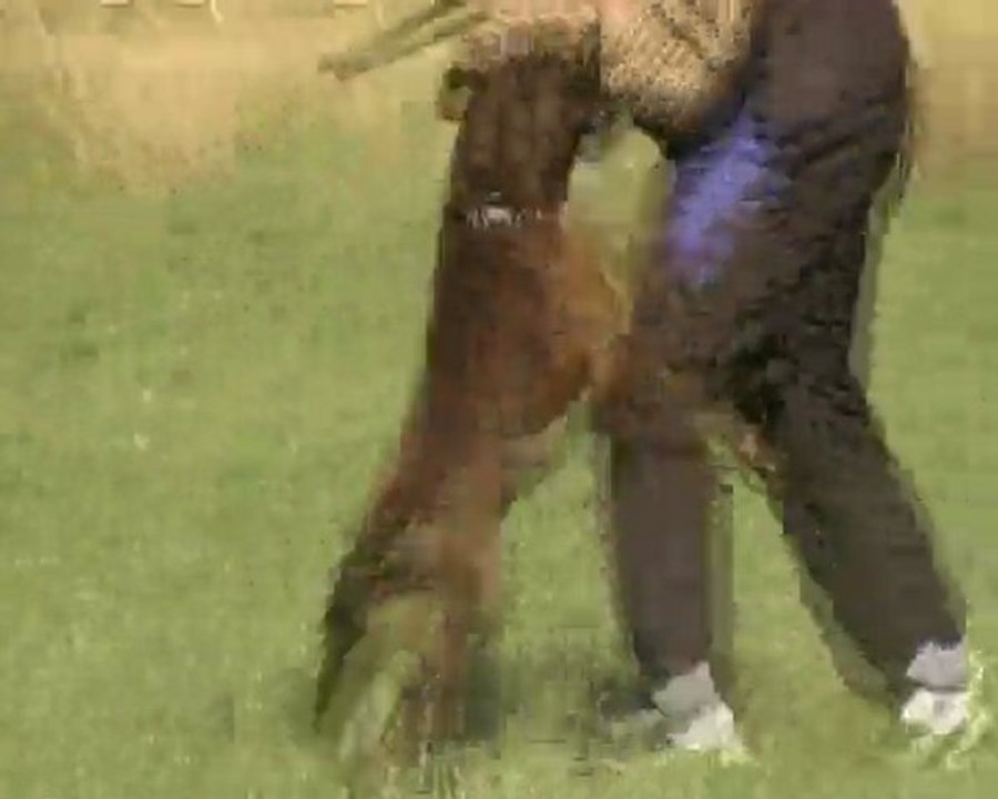 Desgayls Certificat RCI Défense