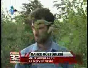 Melez Armut Türü Eğirdir'de Üretildi.