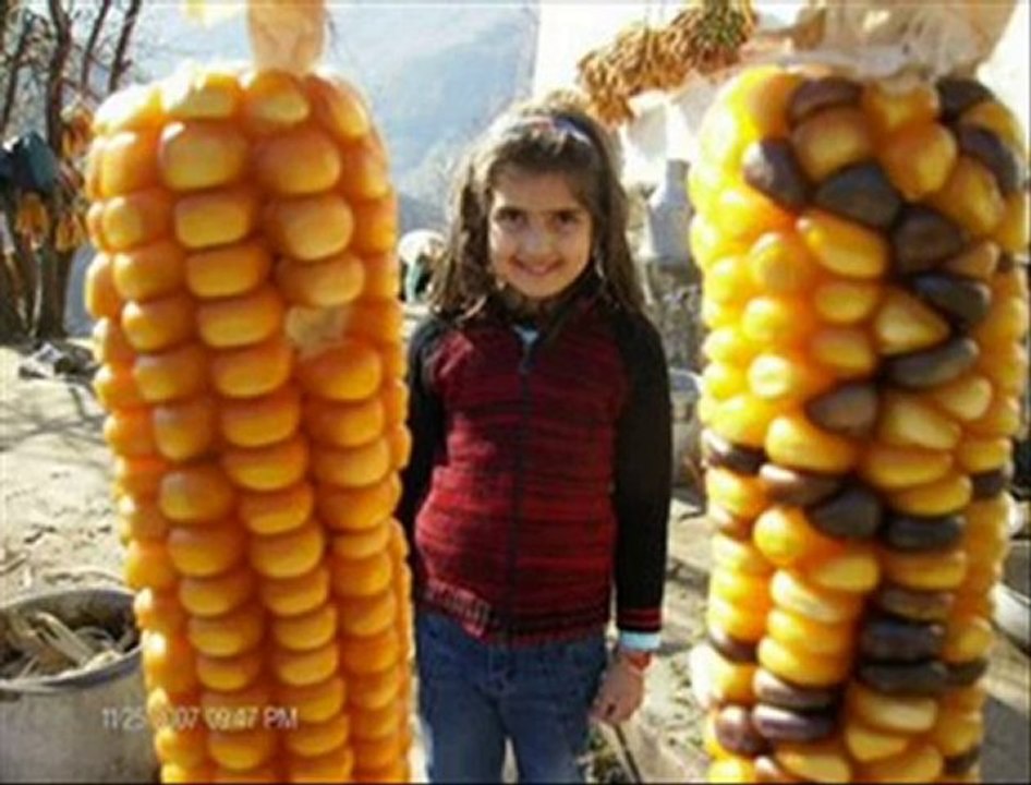 Laz oğlu-Laz  kızı RAP