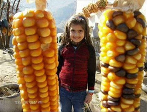 Laz oğlu-Laz kızı RAP