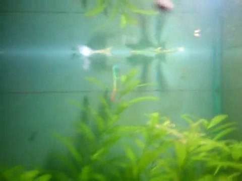 Blue neon tuxedo lepisteslerim