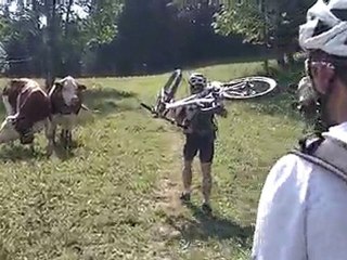 Comment éviter des vaches en VTT