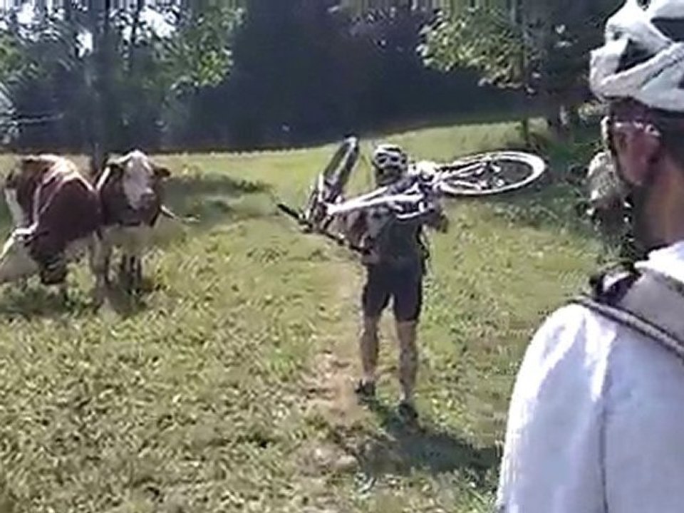 Comment éviter des vaches en VTT