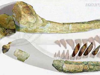 Le Léviathan: découverte d'un cachalot de 13 mètres de long