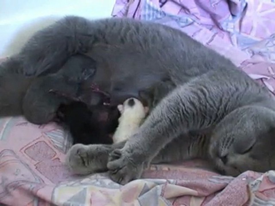Les chatons de Mademoiselle