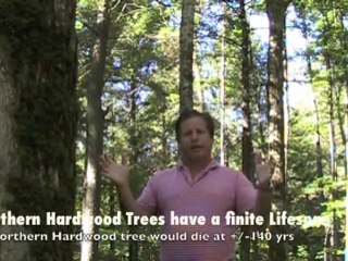 W•D Flooring talks Sustainable Forestry