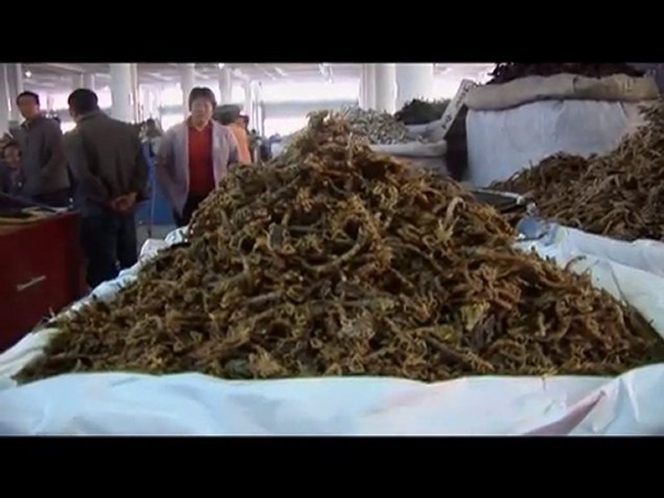 Bozhou, Le marché des plantes aux mille vertus