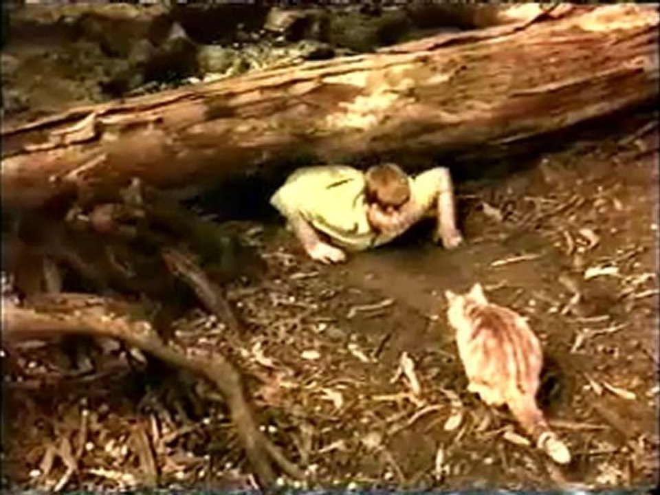 Se Lassie fosse un gatto