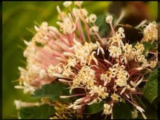 The Four Seasons Resort Nevis