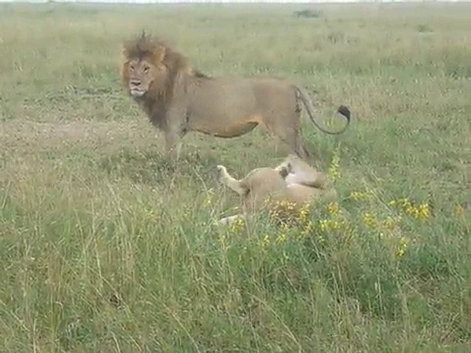 Reproduction des lions Vidéo Dailymotion