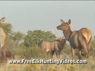 Big Bull Elk Hunting Videos Free