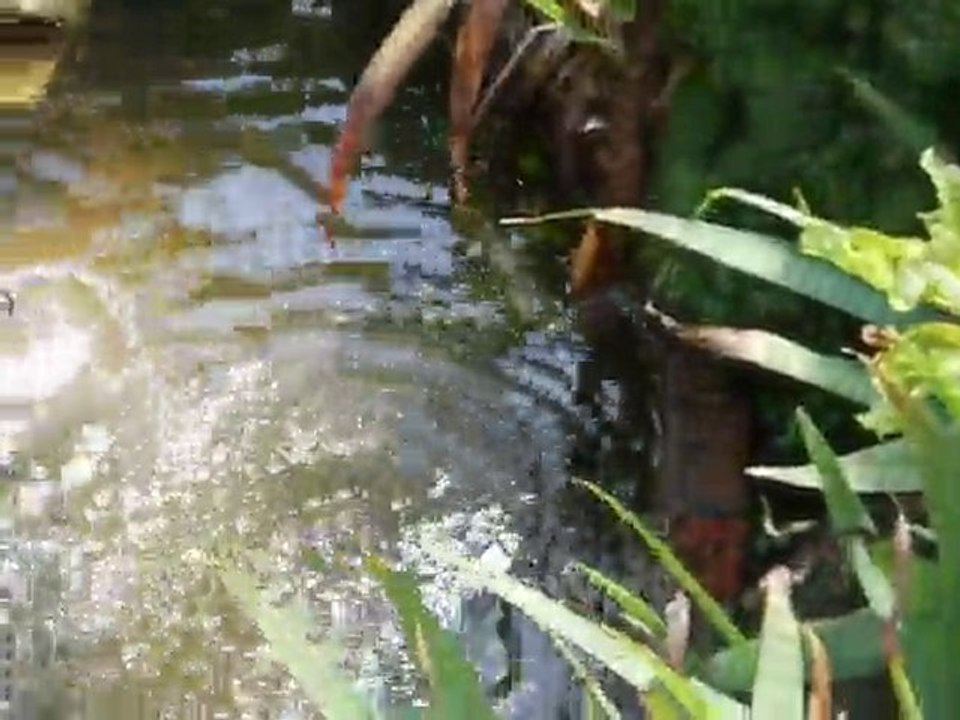 Adèle la tortue plonge dans son bassin