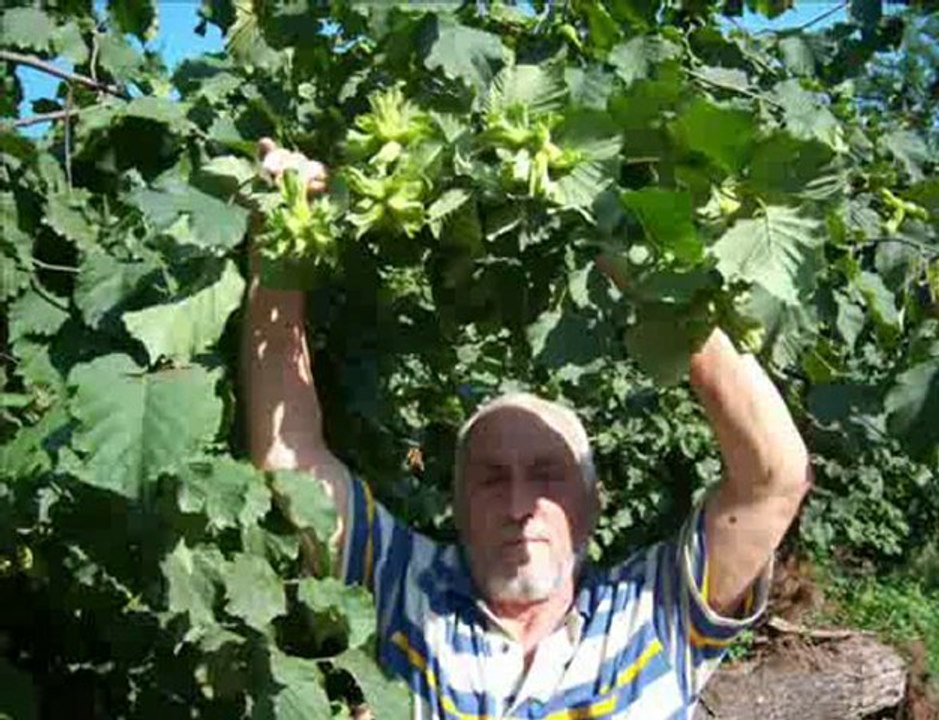 Aşığım Göreleye Katip Şadi