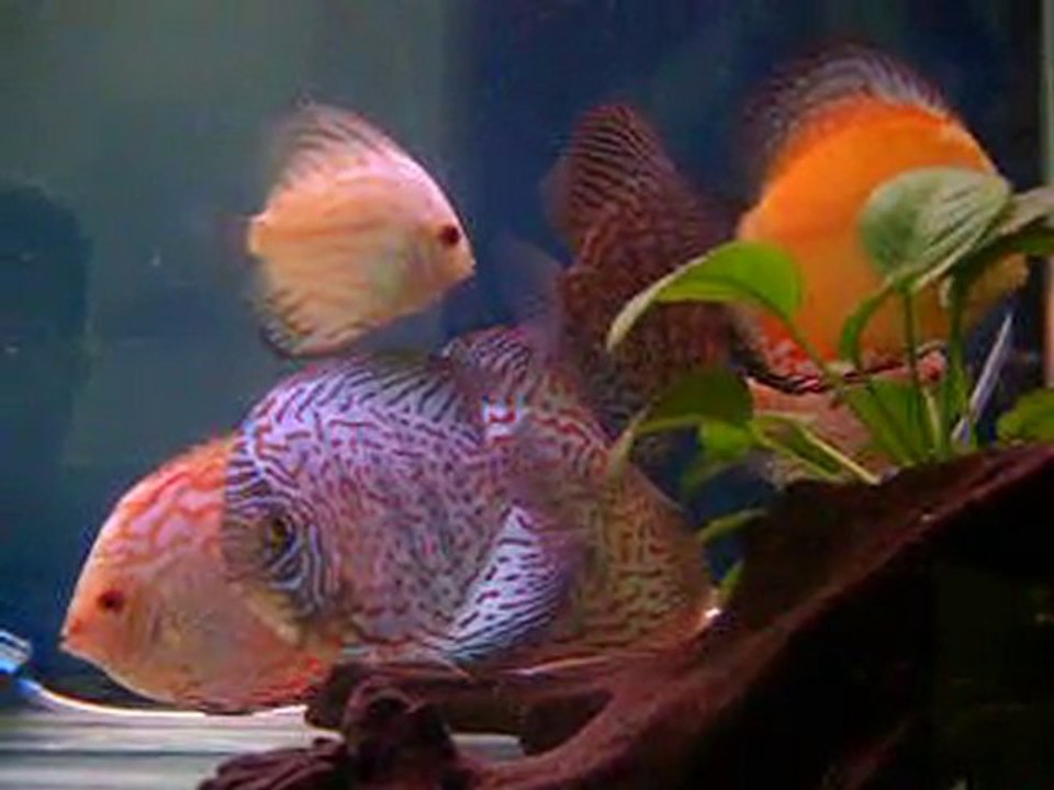 discus 2