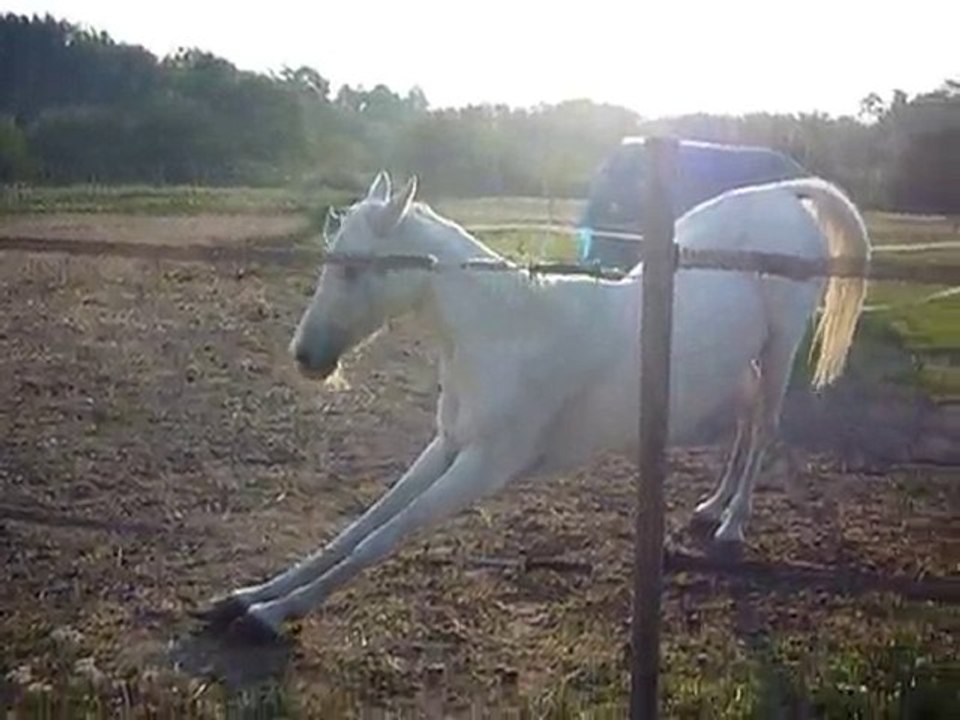 El Campo
