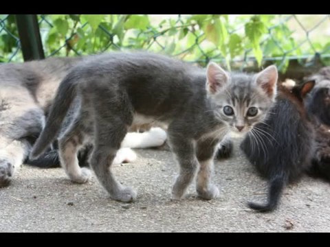 Les petits chatons de 53 à 60 jours qui jouent à l'extérieur
