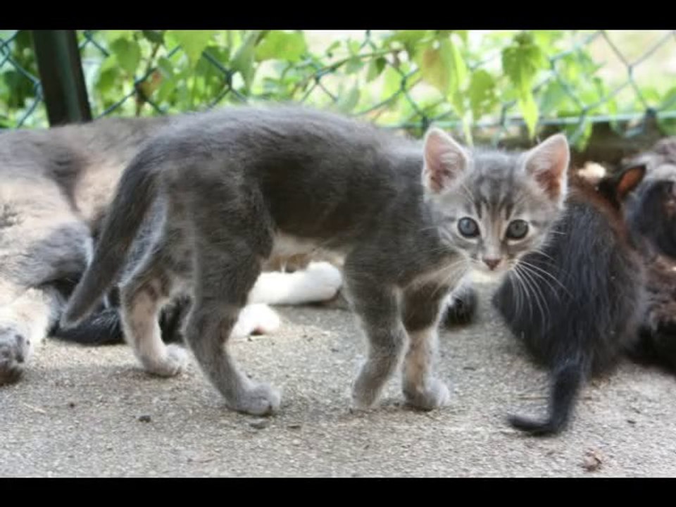 Les petits chatons de 53 à 60 jours qui jouent à l'extérieur