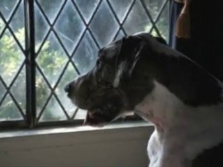 Graham - Mans Best Friend