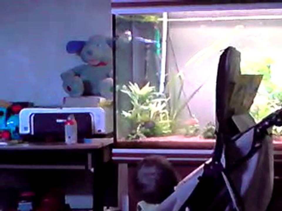 loris qui essaye d'attraper les poissons lol