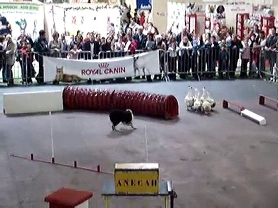 Le dressage