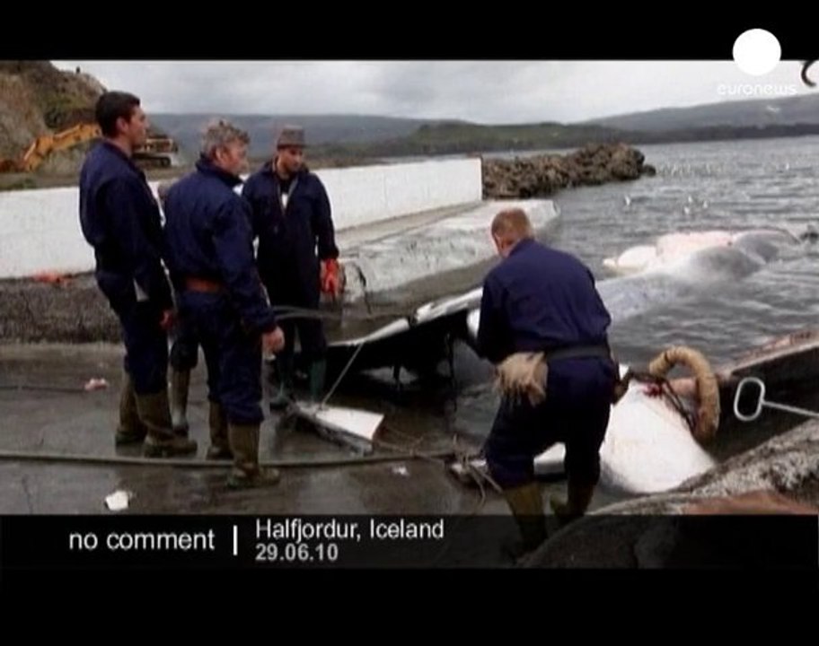 Icelandic whaling season underway - no comment