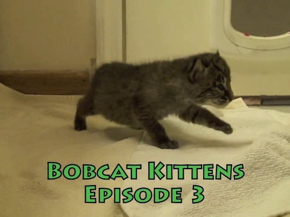 BOBCAT KITTENS! "Play Time"