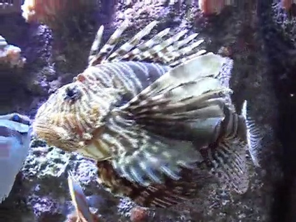 Oceanopolis - Deep Blue