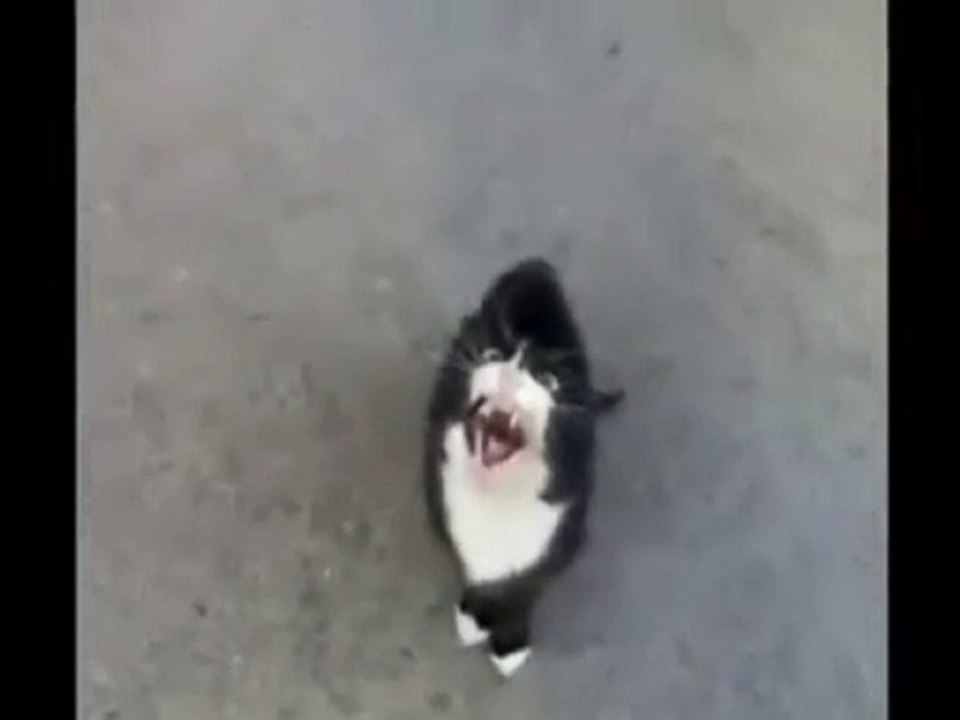 Ne istiyorsun be kedi  !!! www.facebook/nedemekhayatt