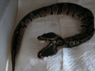 2 headed snake eating a rat