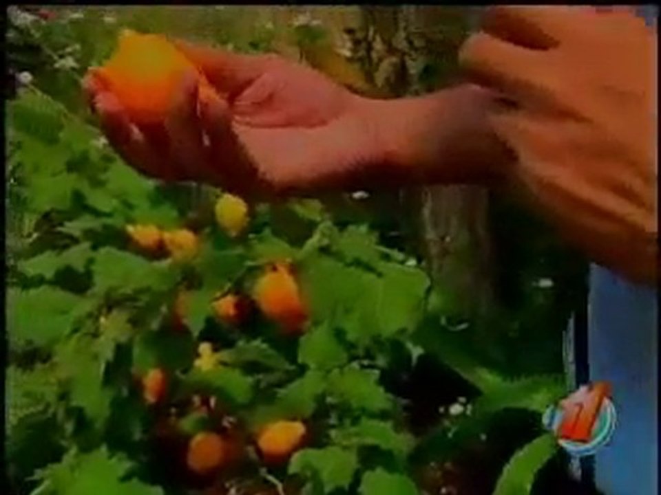 De Paseo por Santiago, San Ramón