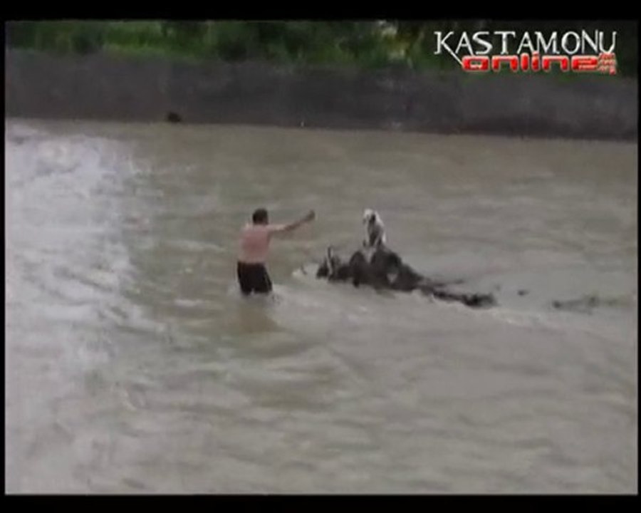 Köpek Kurtarma Operasyonu