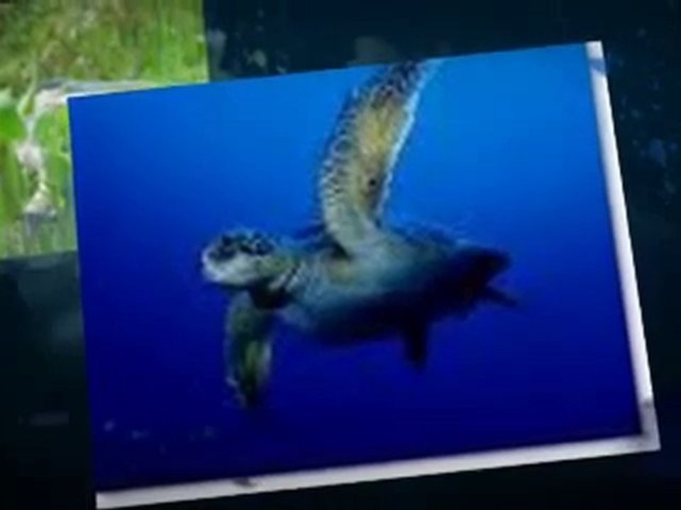 BP Oil Spill Devastation