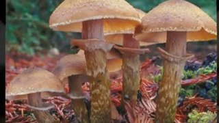 Button Mushroom Growing