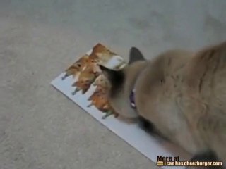 Buon compleanno gatto!