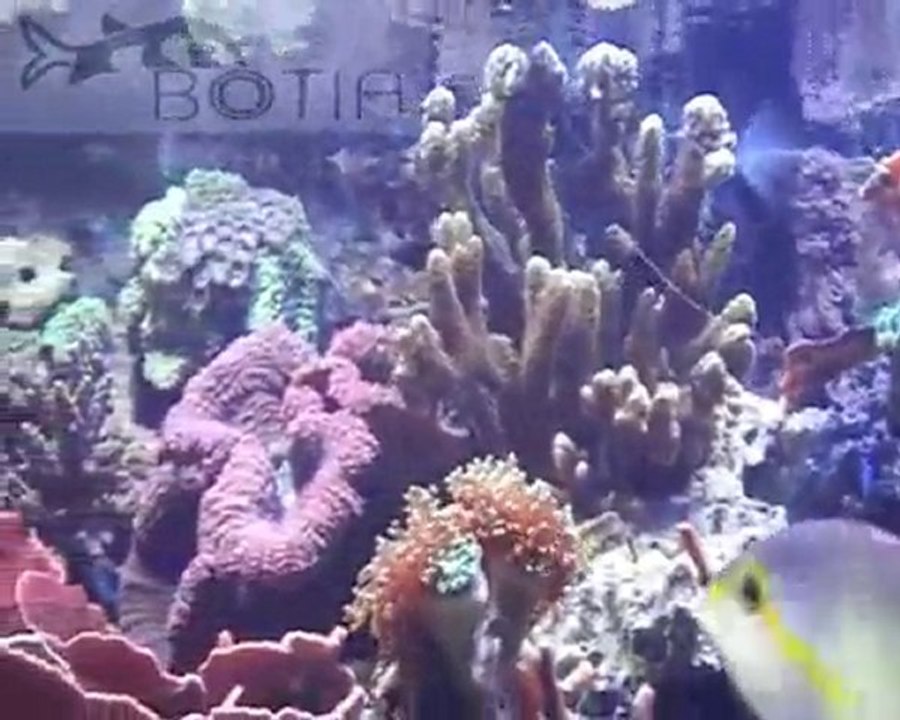 BOTIA Akwarium, Część pierwsza