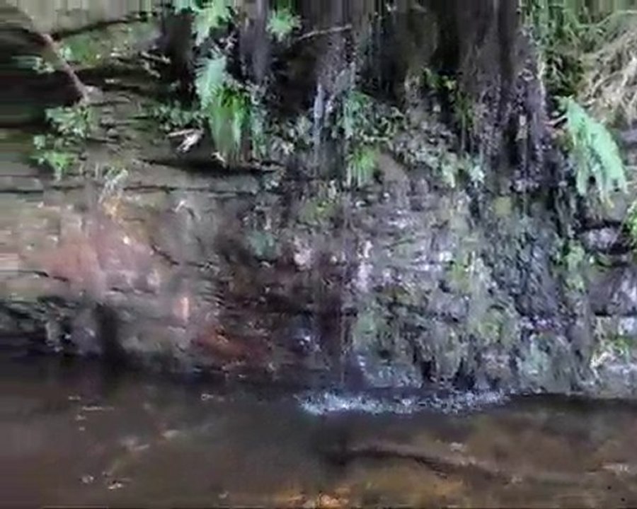 NZ - Kamai-Mamaku Forest Park  - Waitawheta Valley