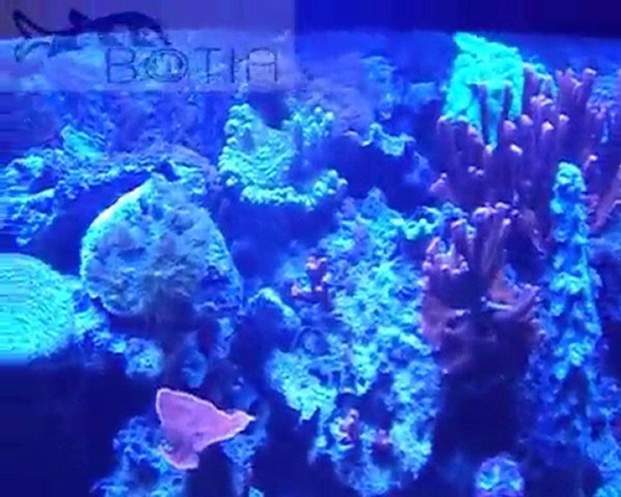 BOTIA Akwarium, Część druga