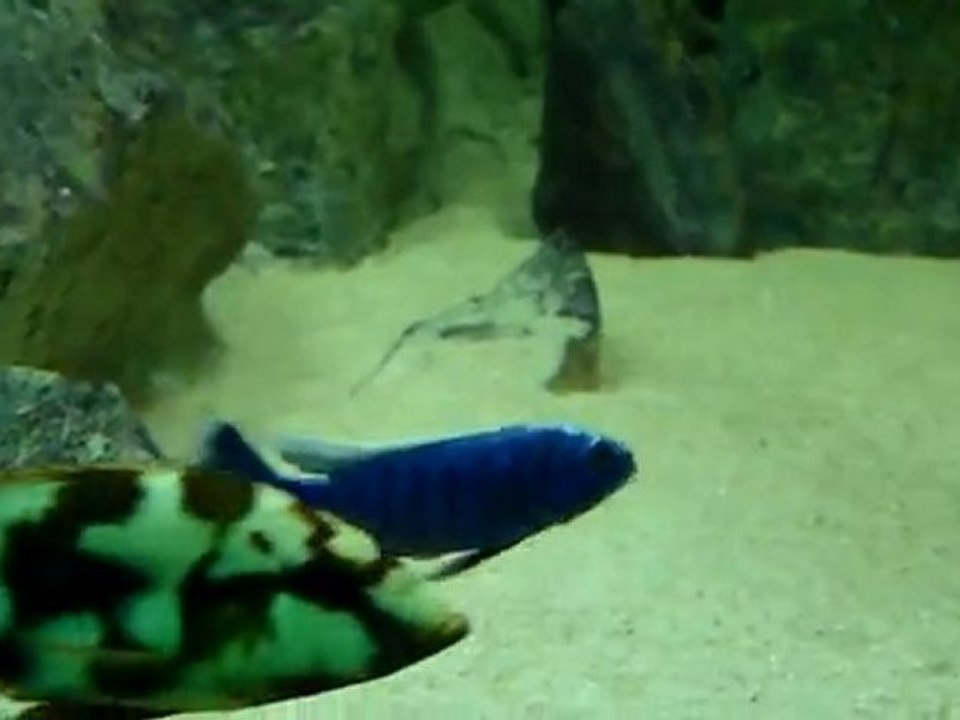 Best Malawi Aquarium - Part2