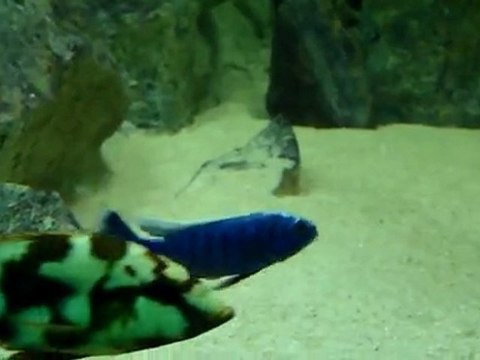 Best Malawi Aquarium - Part2