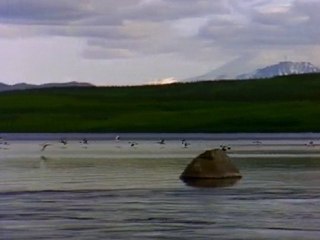 Des mouettes et un lac